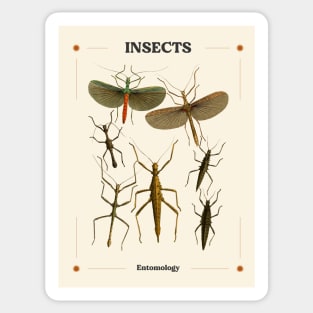 Insects I Sticker